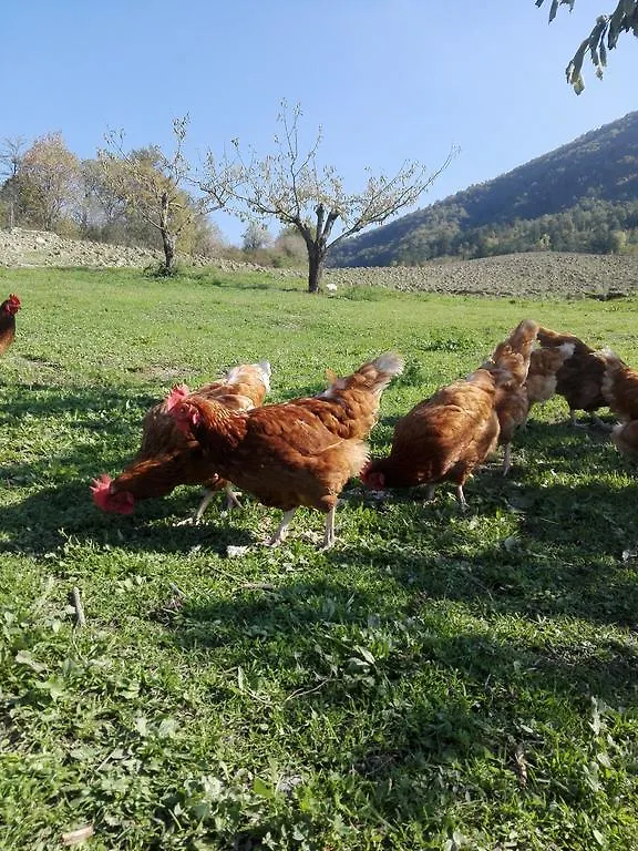 Vakantieboerderij Clorofilla Villa Mercato Saraceno